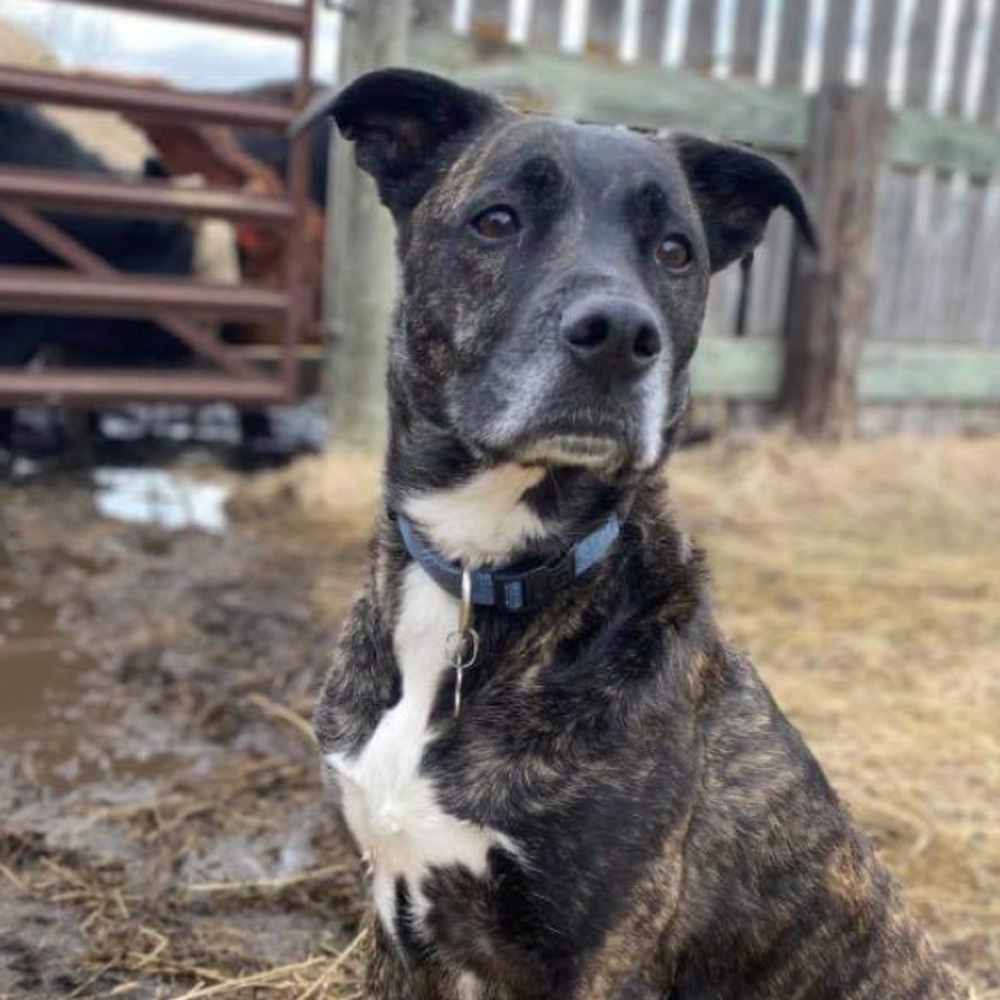 Meet your Posher, Skye